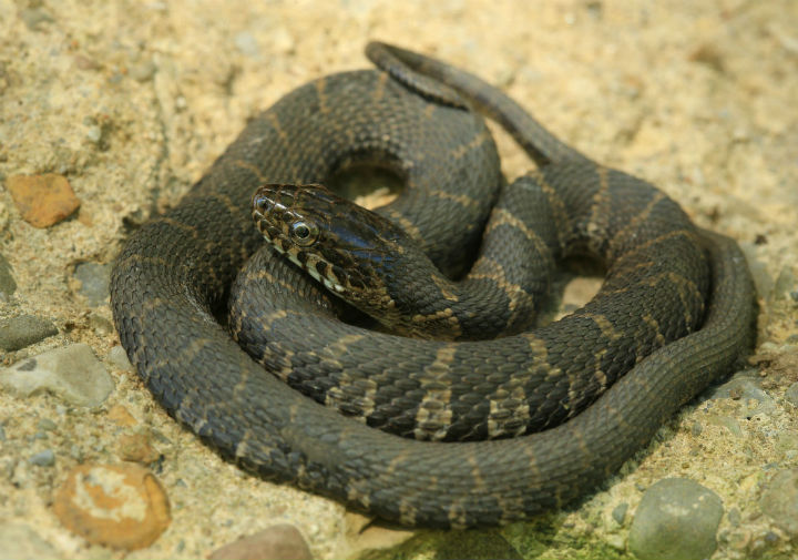 Northern Water Snake